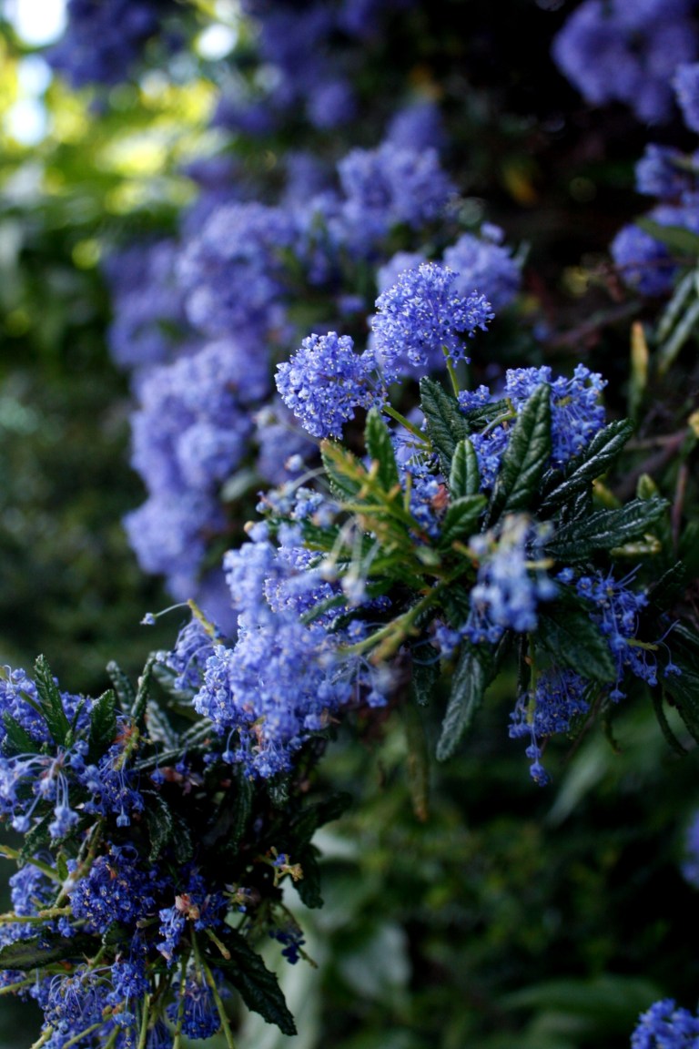 Yes, I'm fascinated with flowers in blue or purple, they're my fave subjects in micro photography