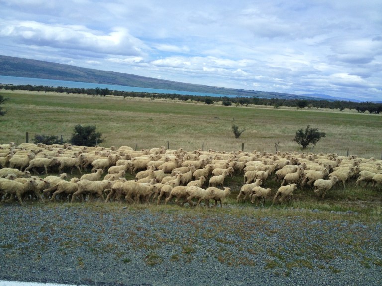 "Oh, we have a traffic right now", says our bus driver. I looked at the window to see a herd of sheep crossing the street. I love how laidback south island is
